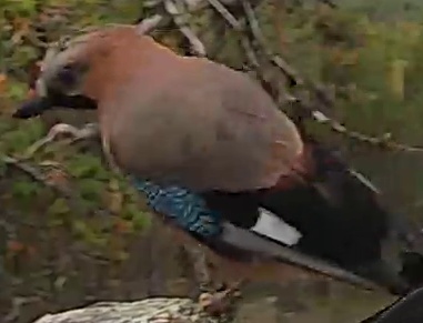 Best image of Eurasian jay