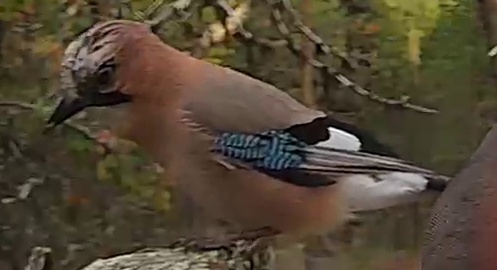 Best image of Eurasian jay