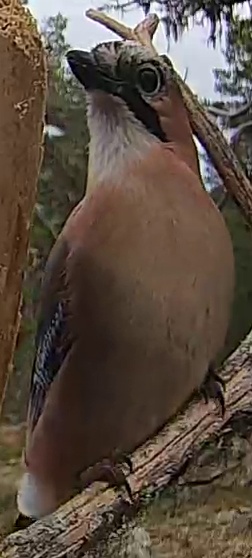 Best image of Eurasian jay