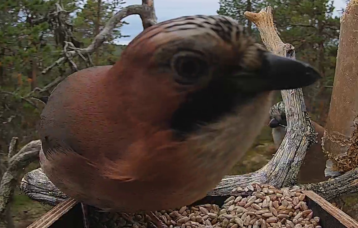 Best image of Eurasian jay