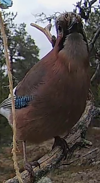 Best image of Eurasian jay