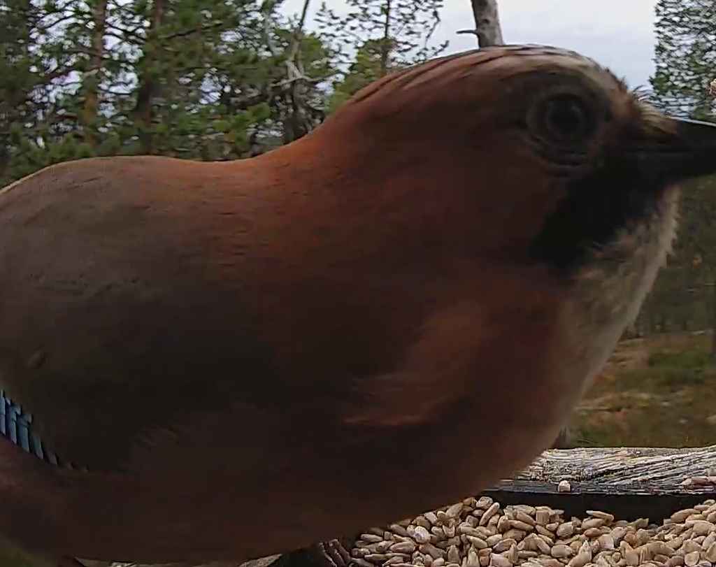 Best image of Eurasian jay