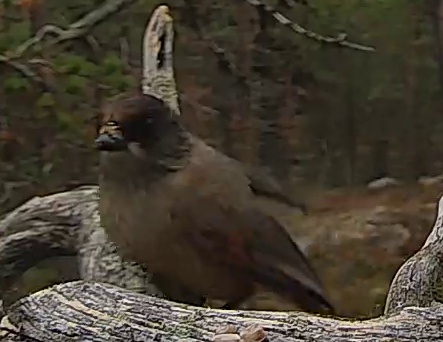 Best image of Siberian jay