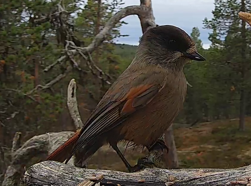 Best image of Siberian jay