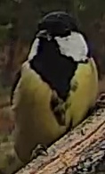 Best image of Great tit