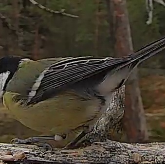 Best image of Great tit