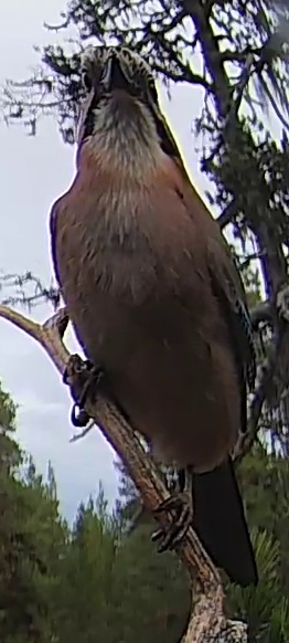 Best image of Eurasian jay