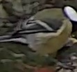 Best image of Great tit