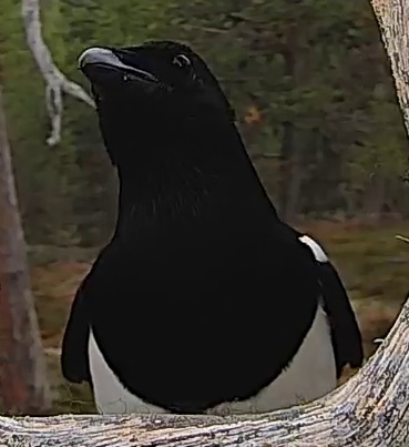 Best image of Razorbill