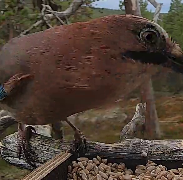 Best image of Eurasian jay