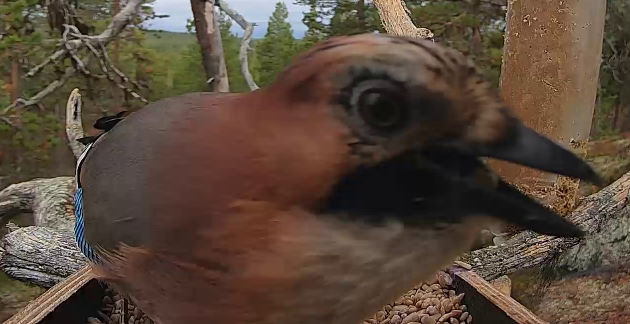 Best image of Eurasian jay