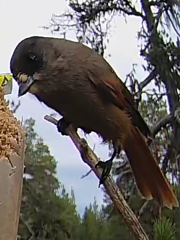 Best image of Siberian jay