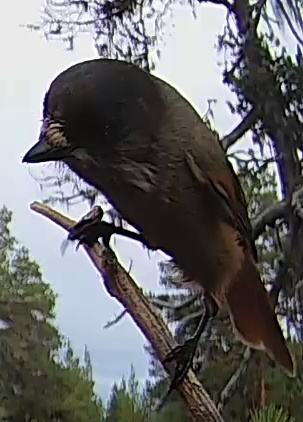 Best image of Siberian jay