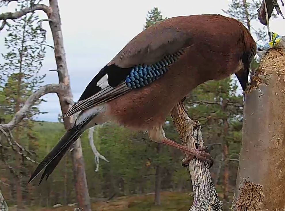 Best image of Eurasian jay