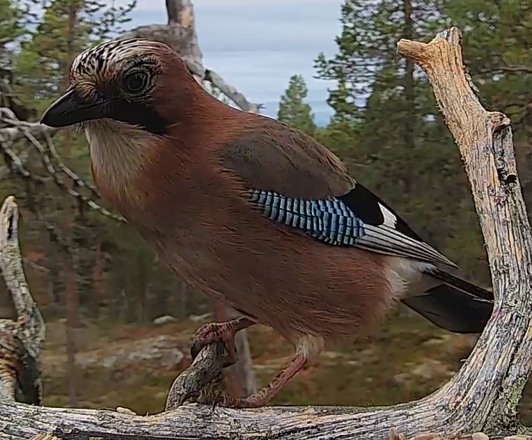 Best image of Eurasian jay