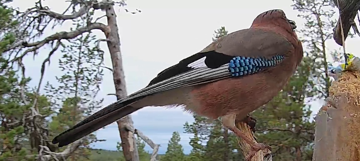 Best image of Eurasian jay