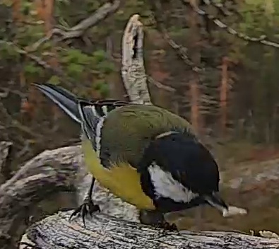 Best image of Great tit