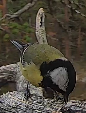 Best image of Great tit