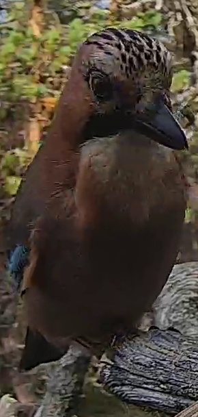 Best image of Eurasian jay