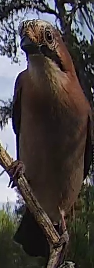Best image of Eurasian jay
