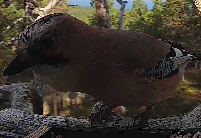 Best image of Eurasian jay