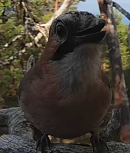 Best image of Eurasian jay