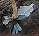 Best image of Great tit