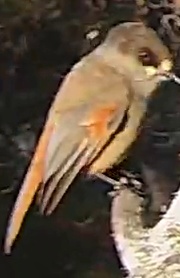 Best image of Siberian jay