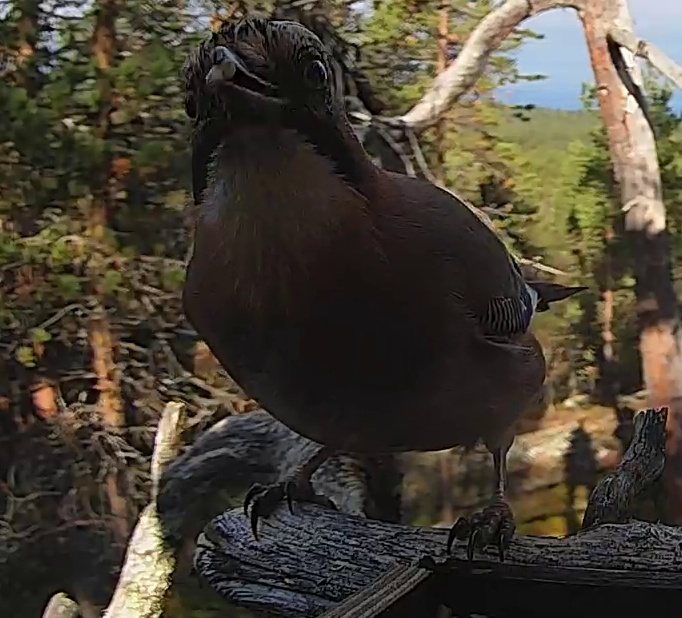 Best image of Eurasian jay