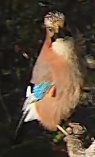 Best image of Eurasian jay