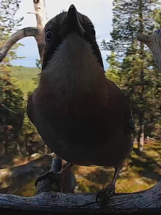 Best image of Eurasian jay