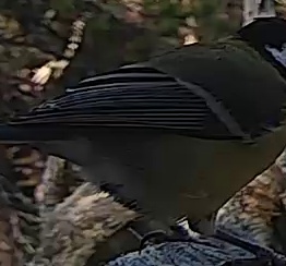 Best image of Great tit