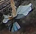 Best image of Great tit