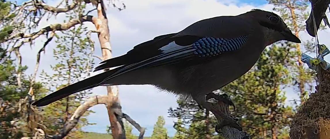 Best image of Eurasian jay