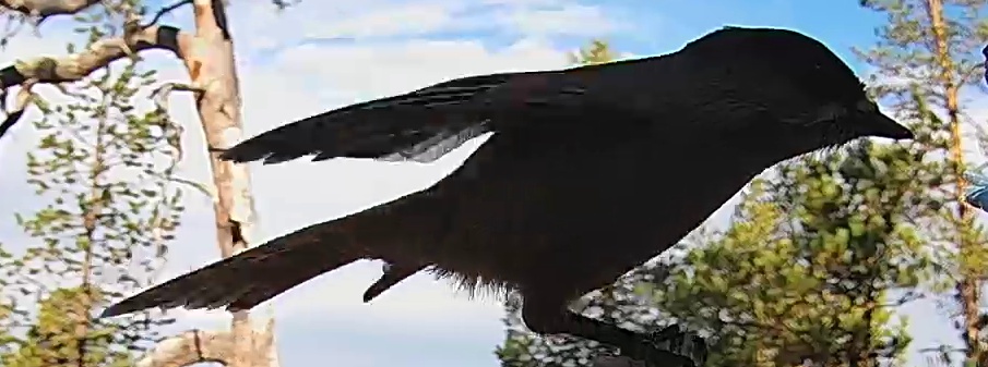Best image of Siberian jay