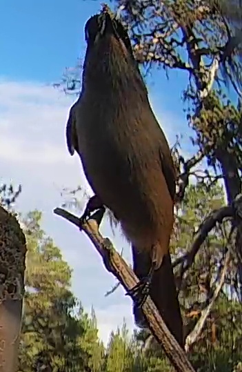 Best image of Western Orphean warbler