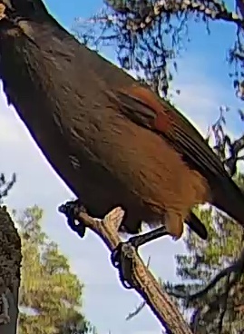 Best image of Siberian jay