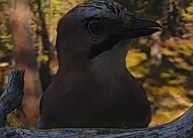 Best image of Eurasian jay