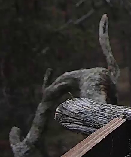 Best image of Long-eared owl