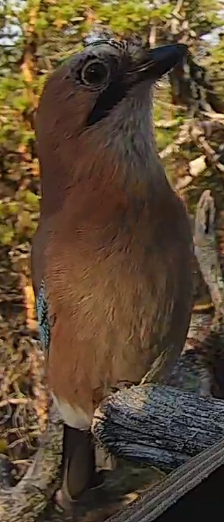 Best image of Eurasian jay