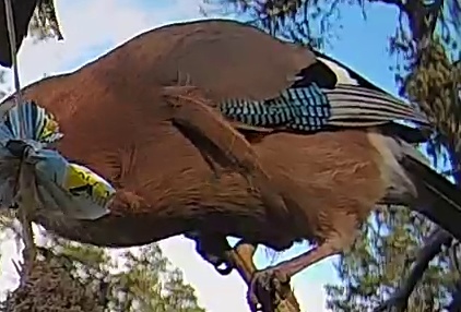 Best image of Eurasian jay