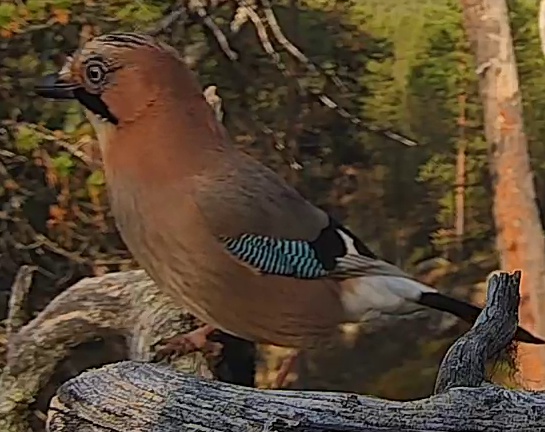 Best image of Eurasian jay