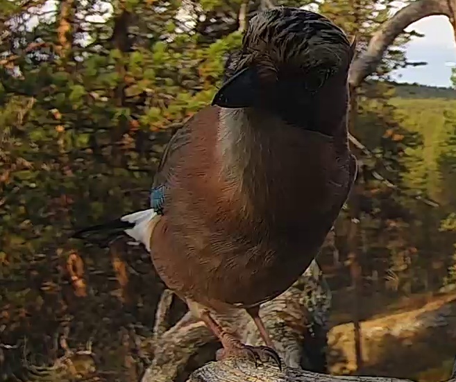Best image of Eurasian jay