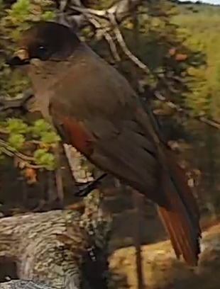 Best image of Siberian jay