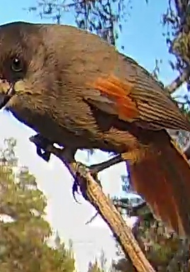 Best image of Siberian jay