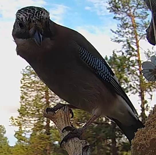 Best image of Eurasian jay