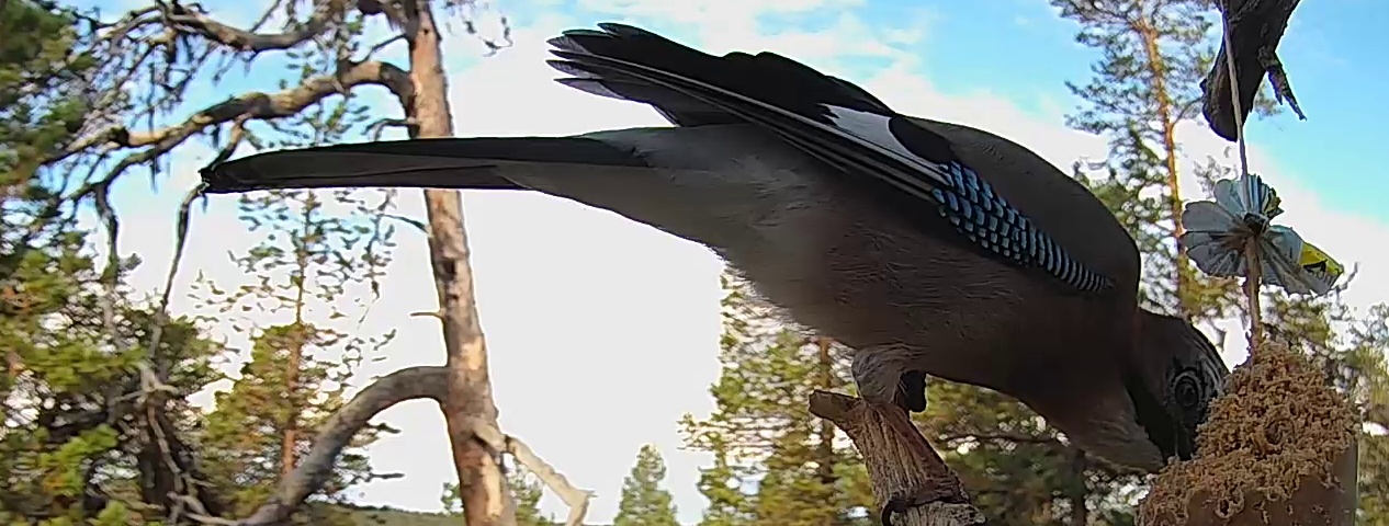 Best image of Eurasian jay