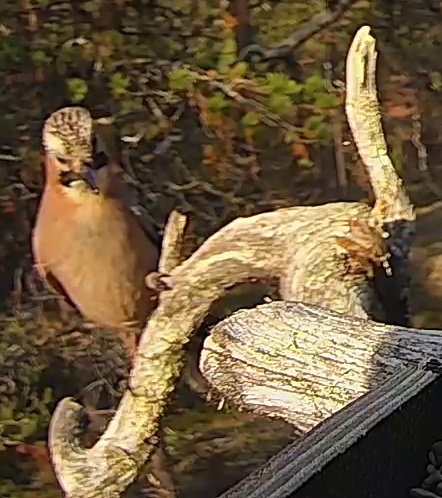 Best image of Eurasian jay