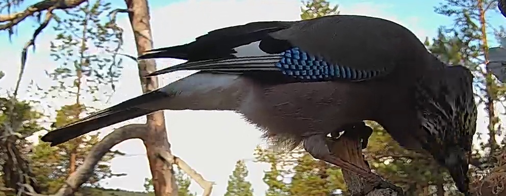Best image of Eurasian jay