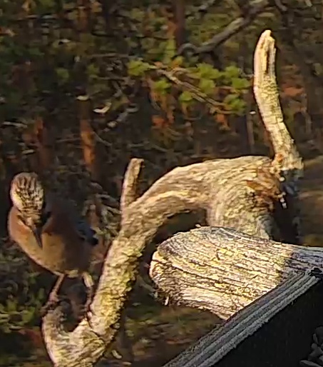 Best image of Eurasian jay